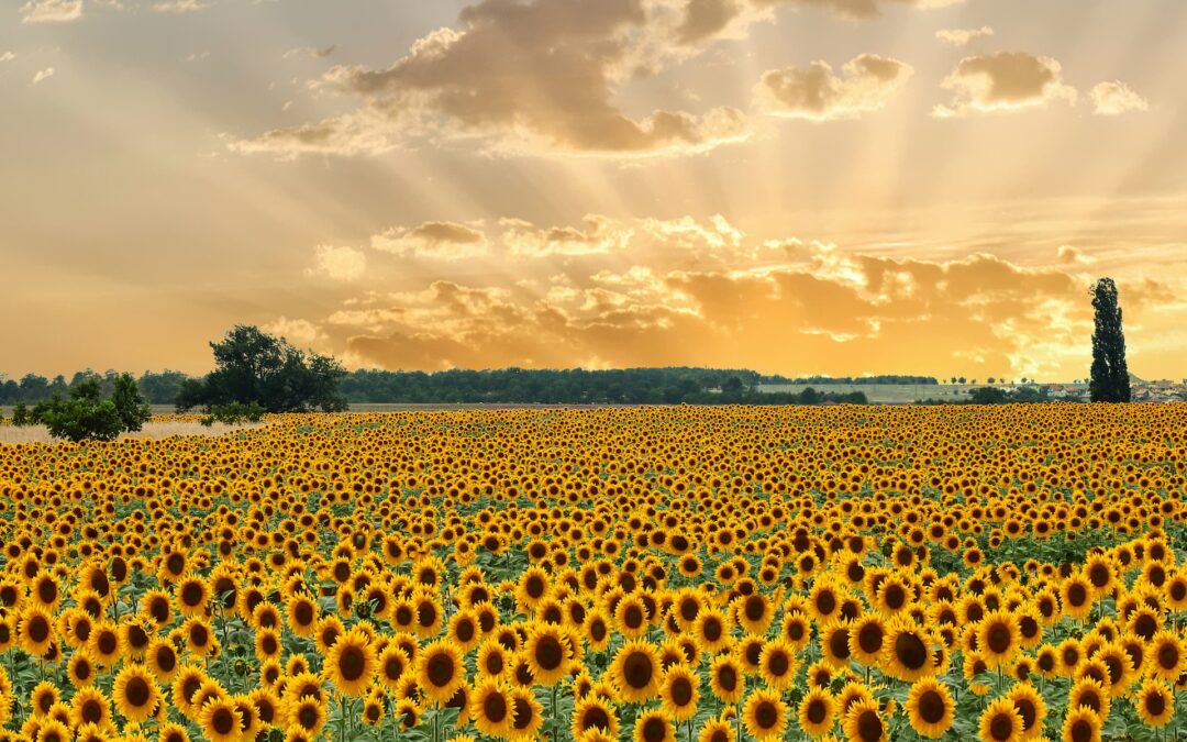 AGRO ÖKOLÓGIAI PROGRAM TÁJÉKOZTATÓ